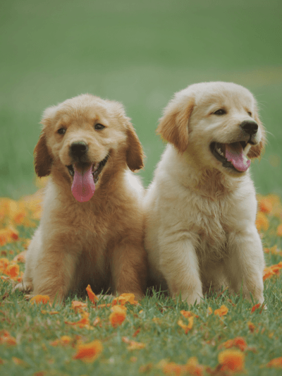 Pets and Animals